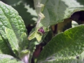 Verborgen tuinen Rotterdam 2015 - De tuin van Rob en Wiepkje