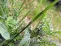 Verborgen tuinen Rotterdam 2015 - De tuin van Rob en Wiepkje