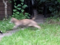 Verborgen tuinen Rotterdam 2015 - De tuin van Rob en Wiepkje
